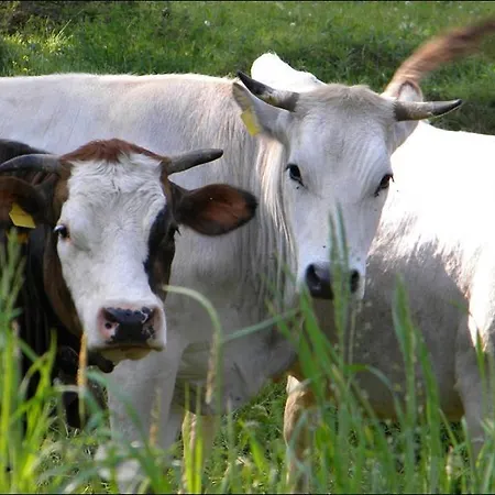 Cascina Beneficio Castelnuovo Bormida
