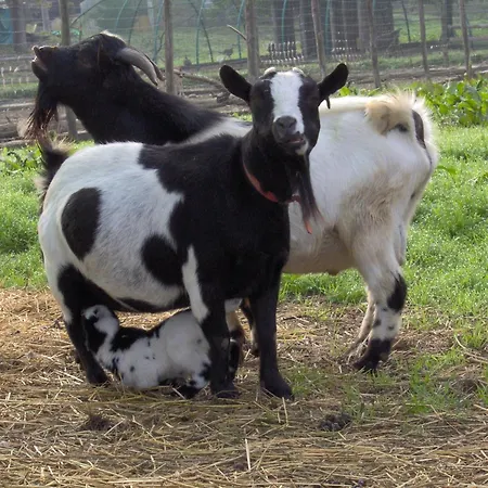Cascina Beneficio * Castelnuovo Bormida